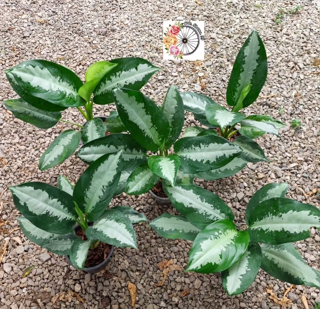 پک ۱۰ عددی آگلونما پاتایا
